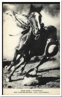 horse